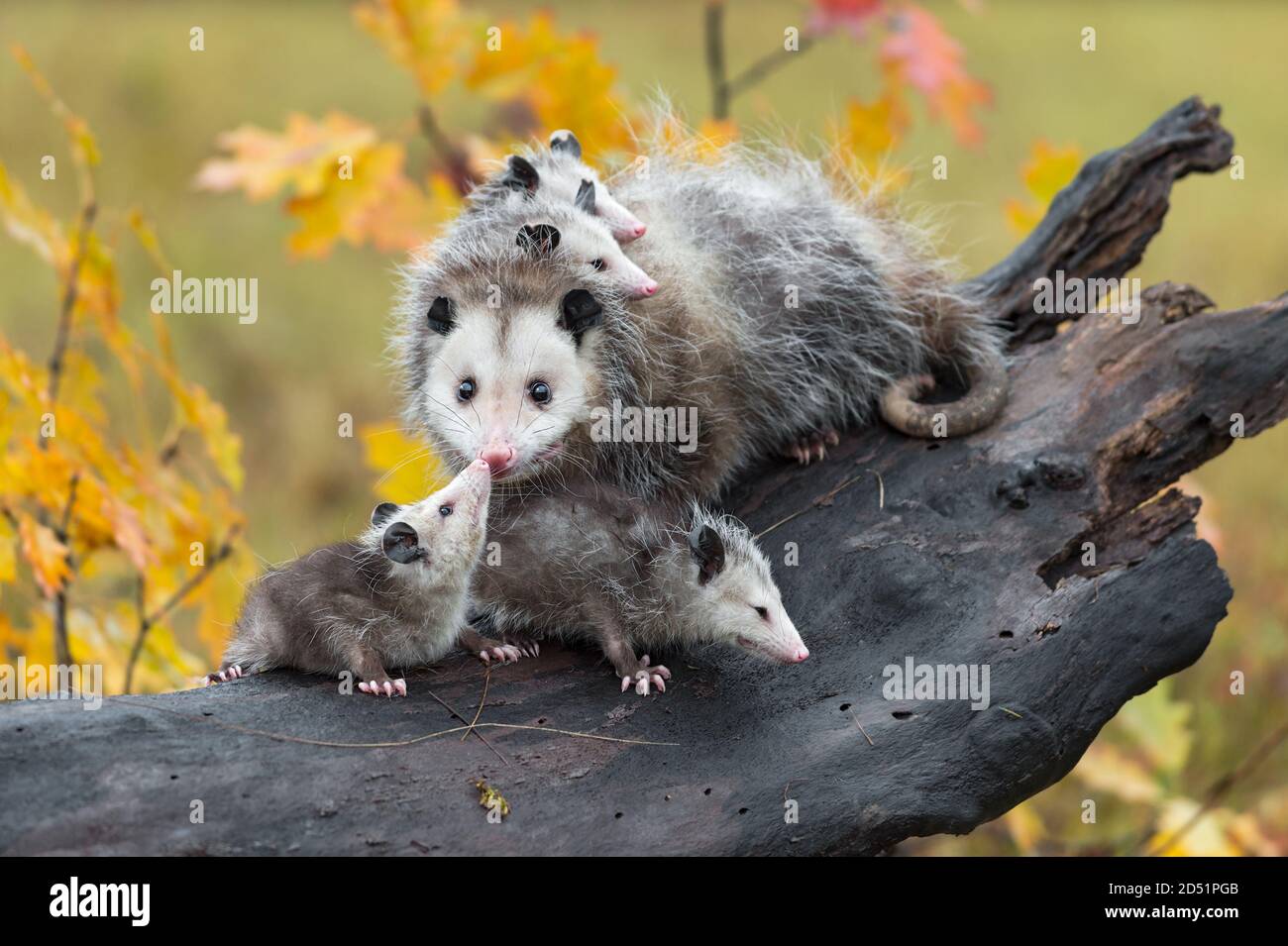 Virginia Opossum (Didelphis virginiana) Joey tocca la Madre sul naso Autunno - animali in cattività Foto Stock