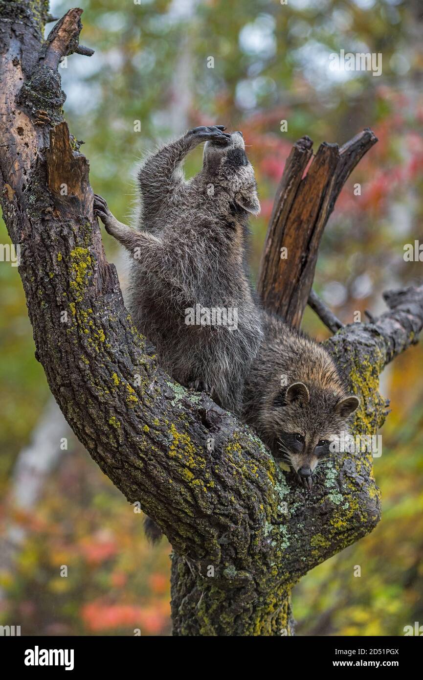 Raccoon (Procyon lotor) In Tree Top One Paw a bocca Autunno - prigioniero animali Foto Stock