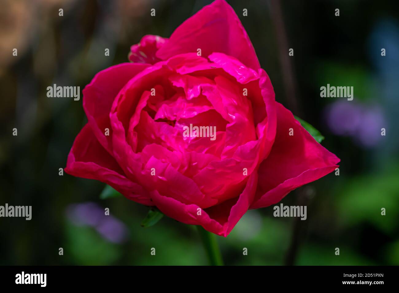 una rosa profonda in piena fioritura con una catena collegamento recinto in background in un giardino Foto Stock
