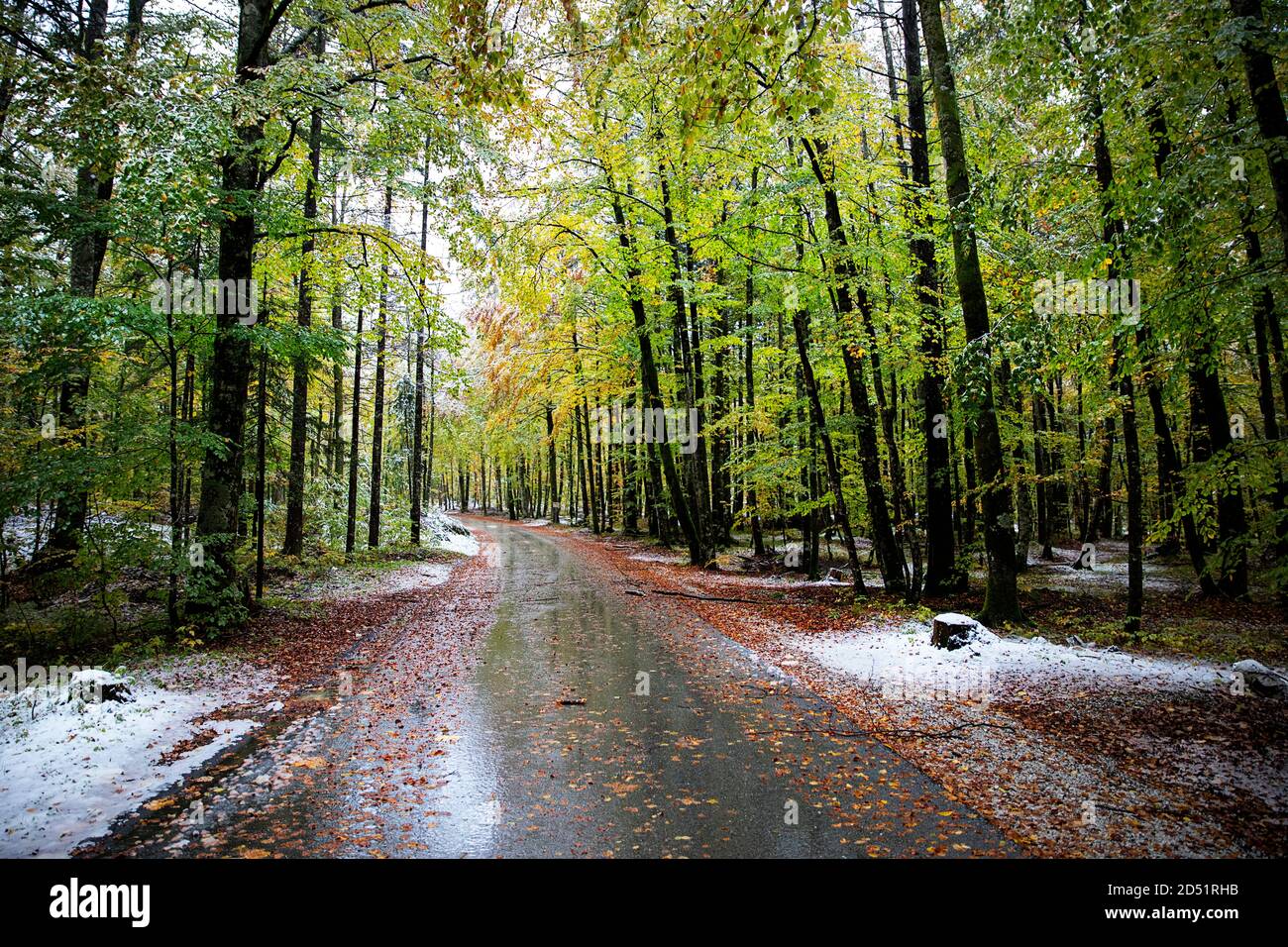 Strada valle foresta in autunno con poca neve fresca Foto Stock