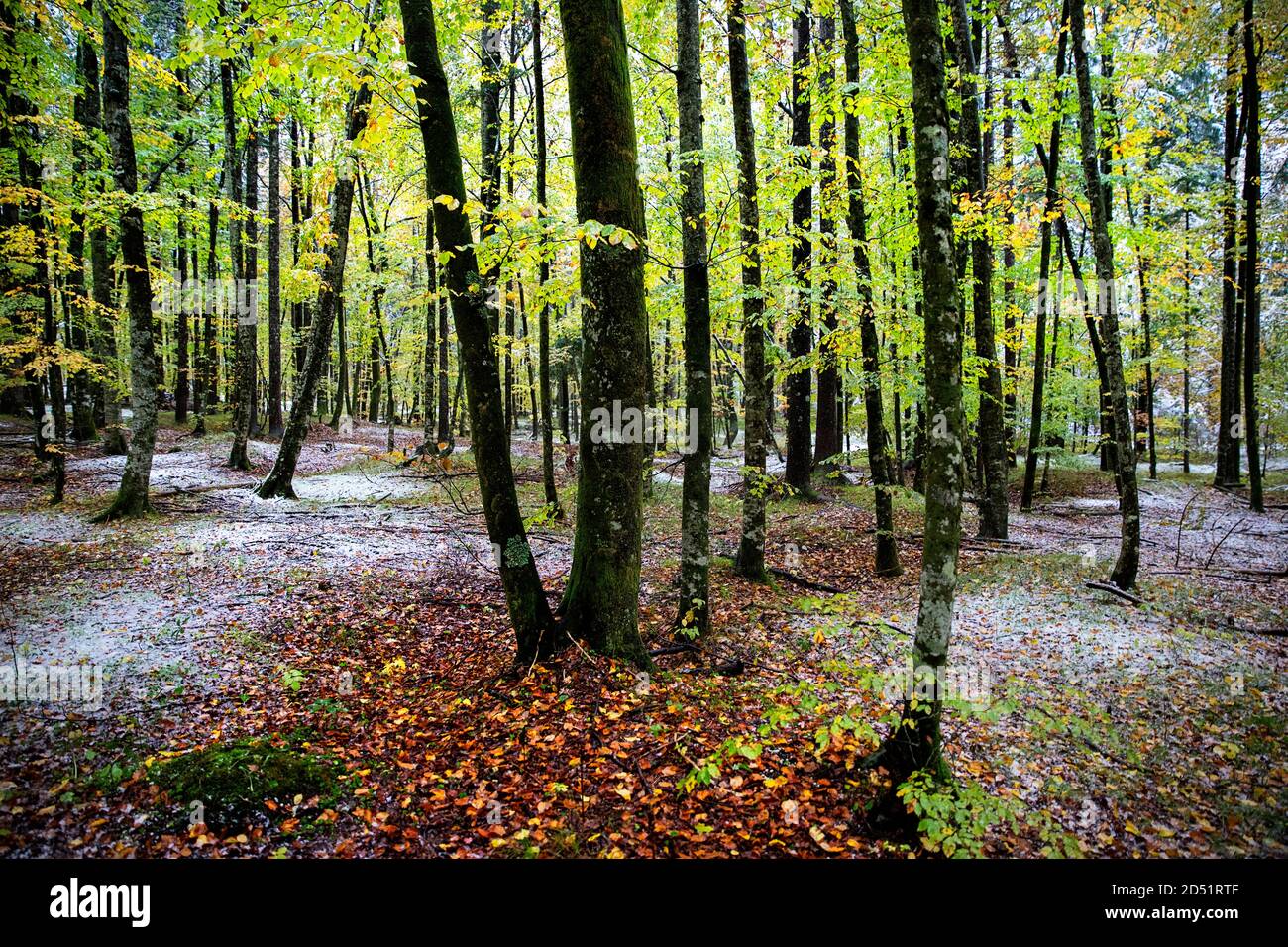 Foresta in autunno con poca neve fresca Foto Stock