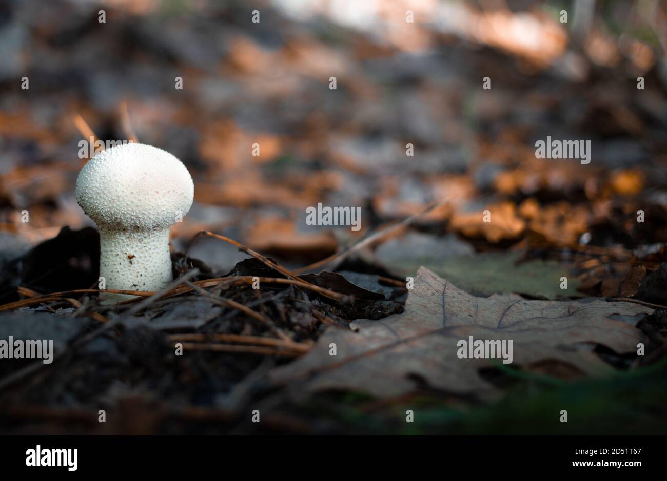 Lycoperdon funghi conosciuto anche come puffball comune. Foresta sfondo tardo autunno. Foto Stock