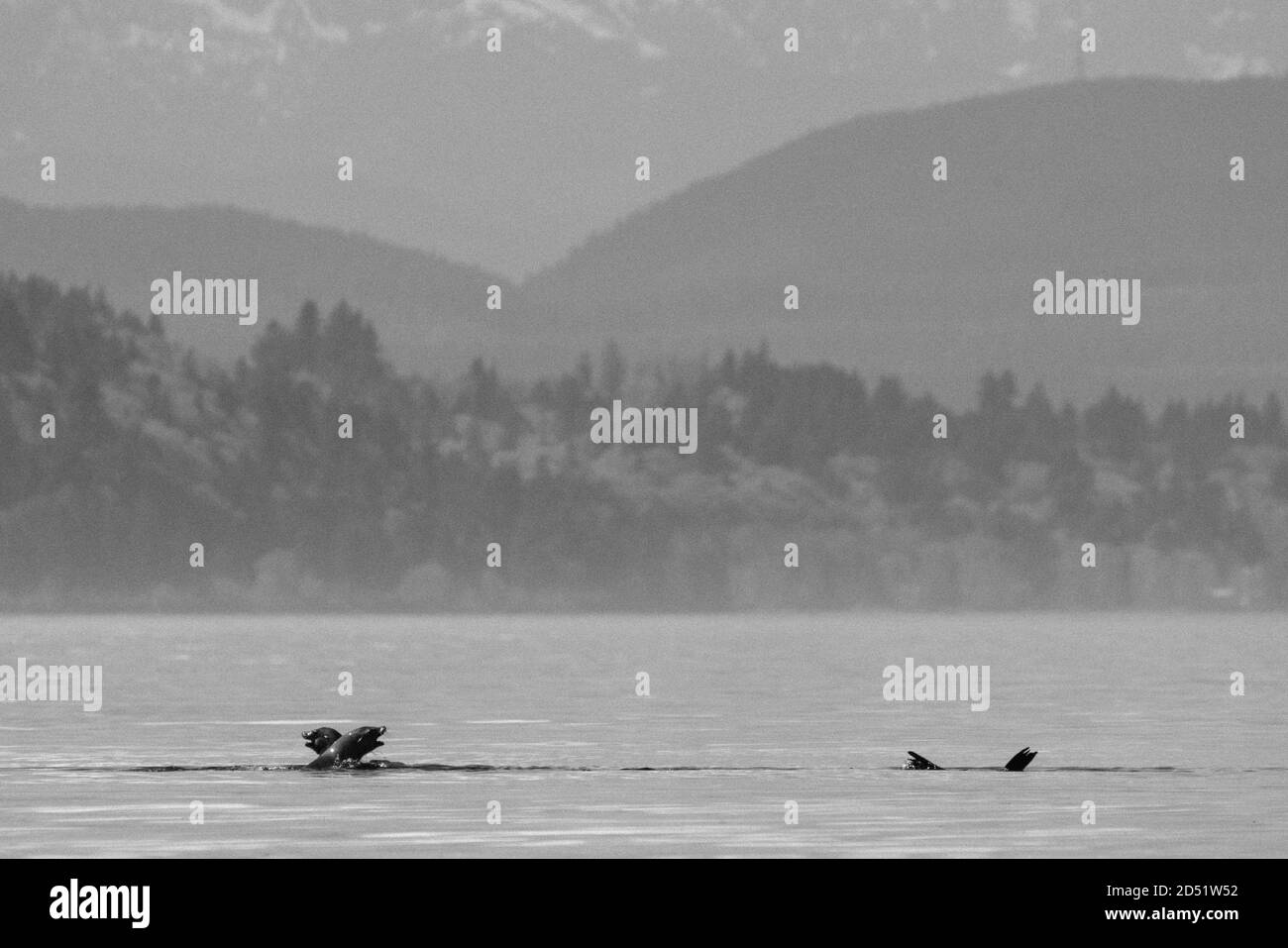 Vista grandangolare dei leoni marini che saltano e giocano insieme nel mare Foto Stock