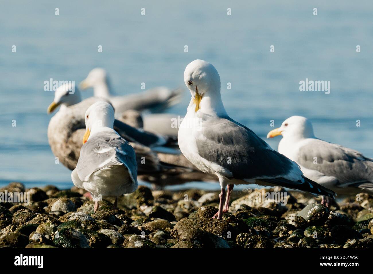Vista in primo piano di un gruppo di gabbiani di mare su un Spiaggia rocciosa di Seattle Foto Stock