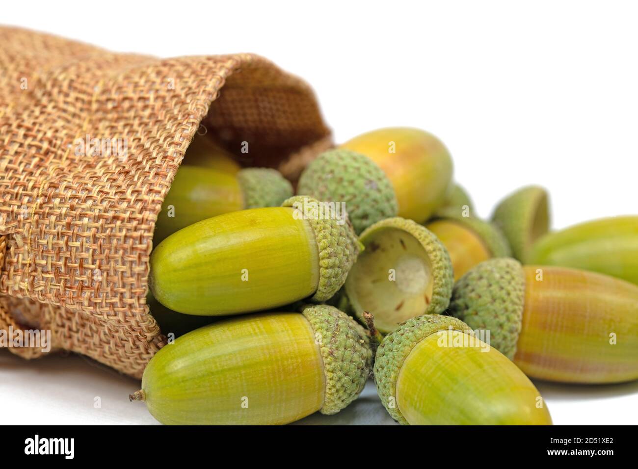 Frutti di farnia, Quercus robur L. in autunno Foto Stock