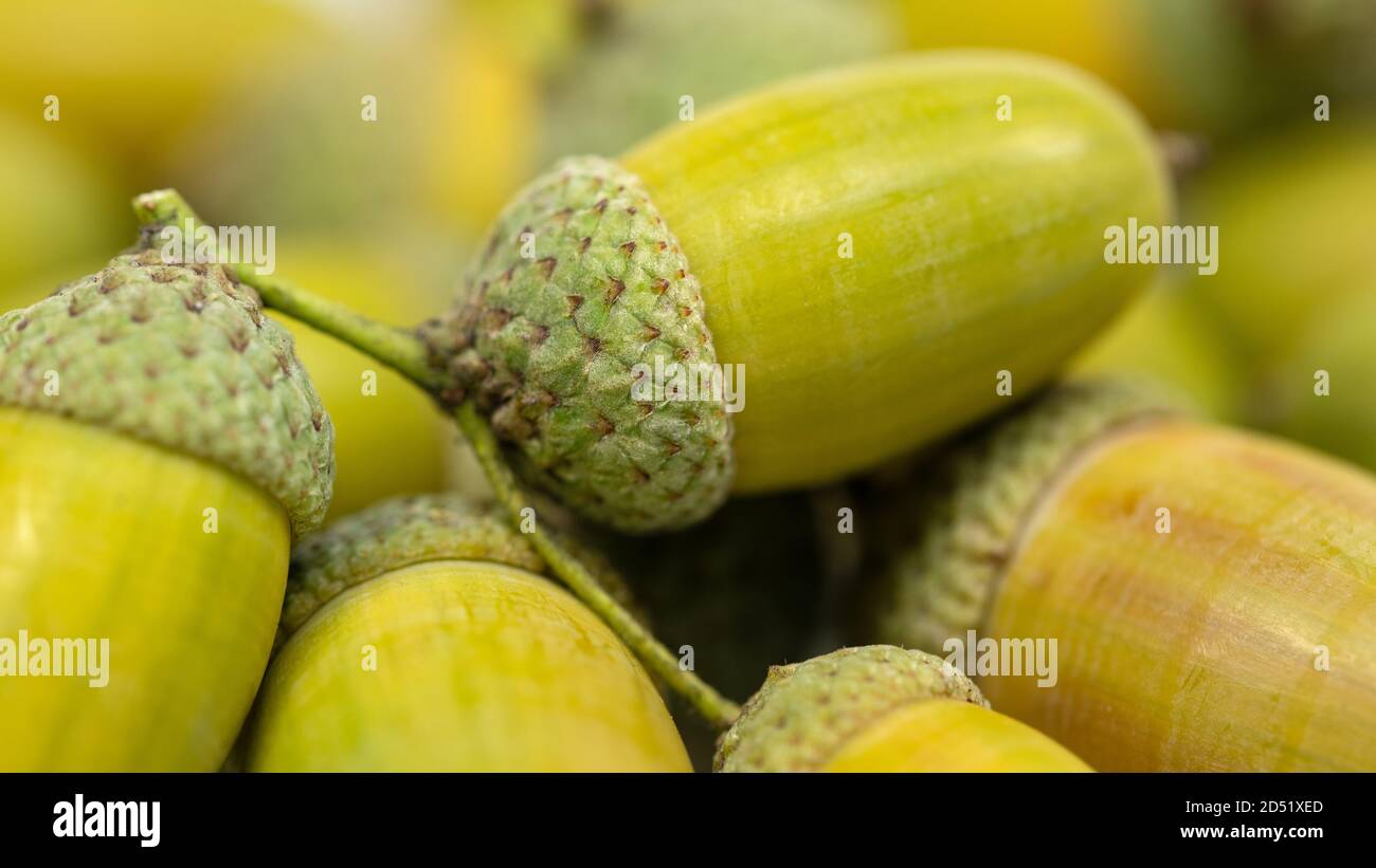 Frutti di farnia, Quercus robur L. in autunno Foto Stock