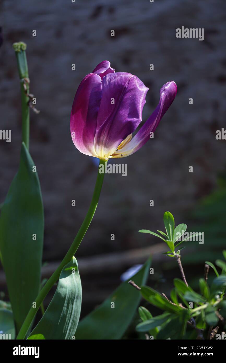 un tulipano viola in fiore singolo in tarda primavera Foto Stock