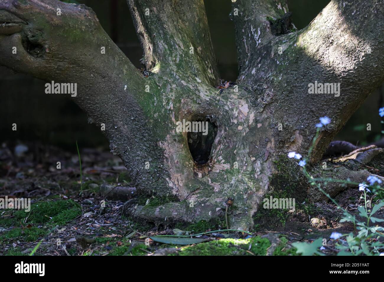 buco scuro del nodo di un tronco di albero spesso Foto Stock
