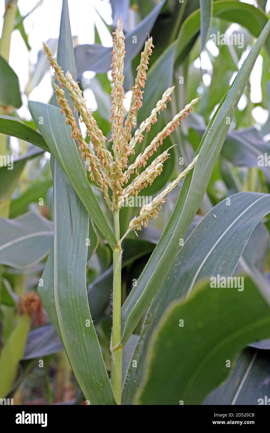 Erba verde alta per il cibo delle mucche Foto Stock