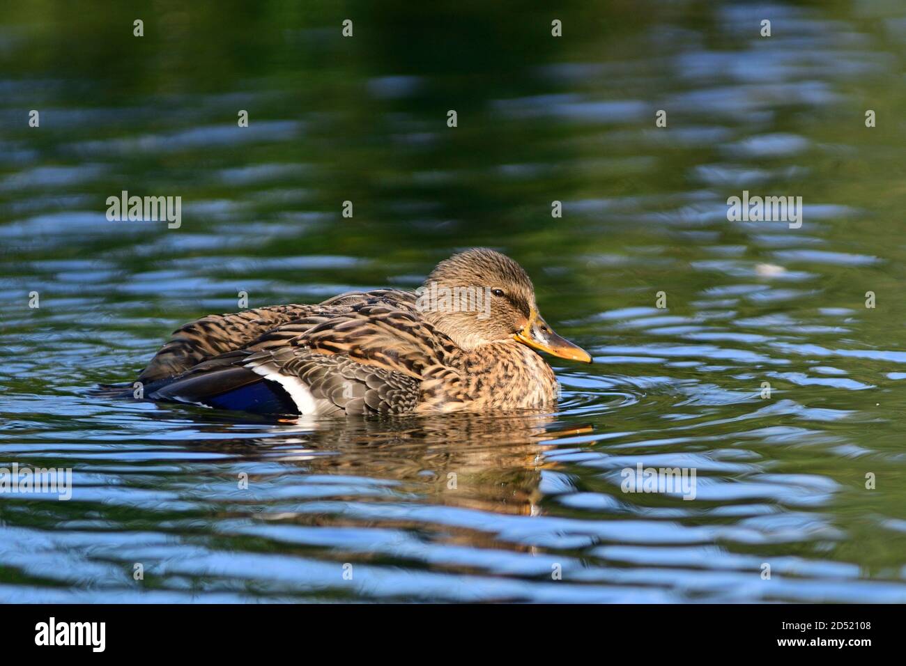 Vienna, Austria. Mallard (Anas platyrhynchos) nel parco acquatico Floridsdorf Foto Stock