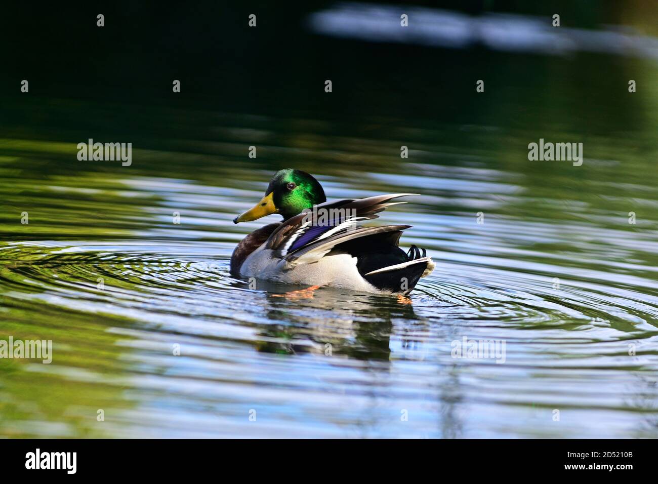 Vienna, Austria. Mallard (Anas platyrhynchos) nel parco acquatico Floridsdorf Foto Stock