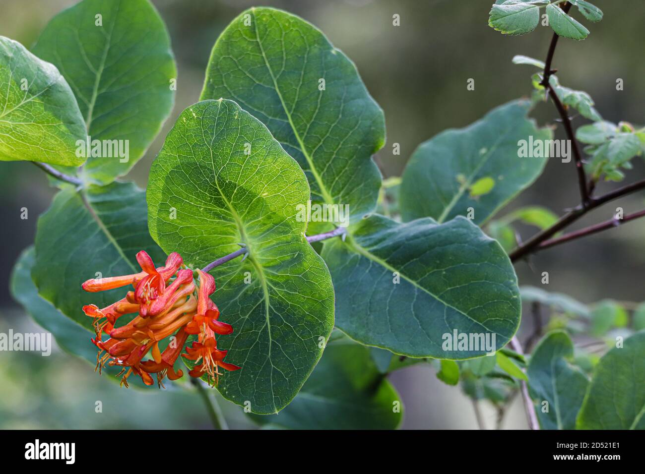 primo piano dettaglio delle vivaci fioriture arancioni di miele Foto Stock