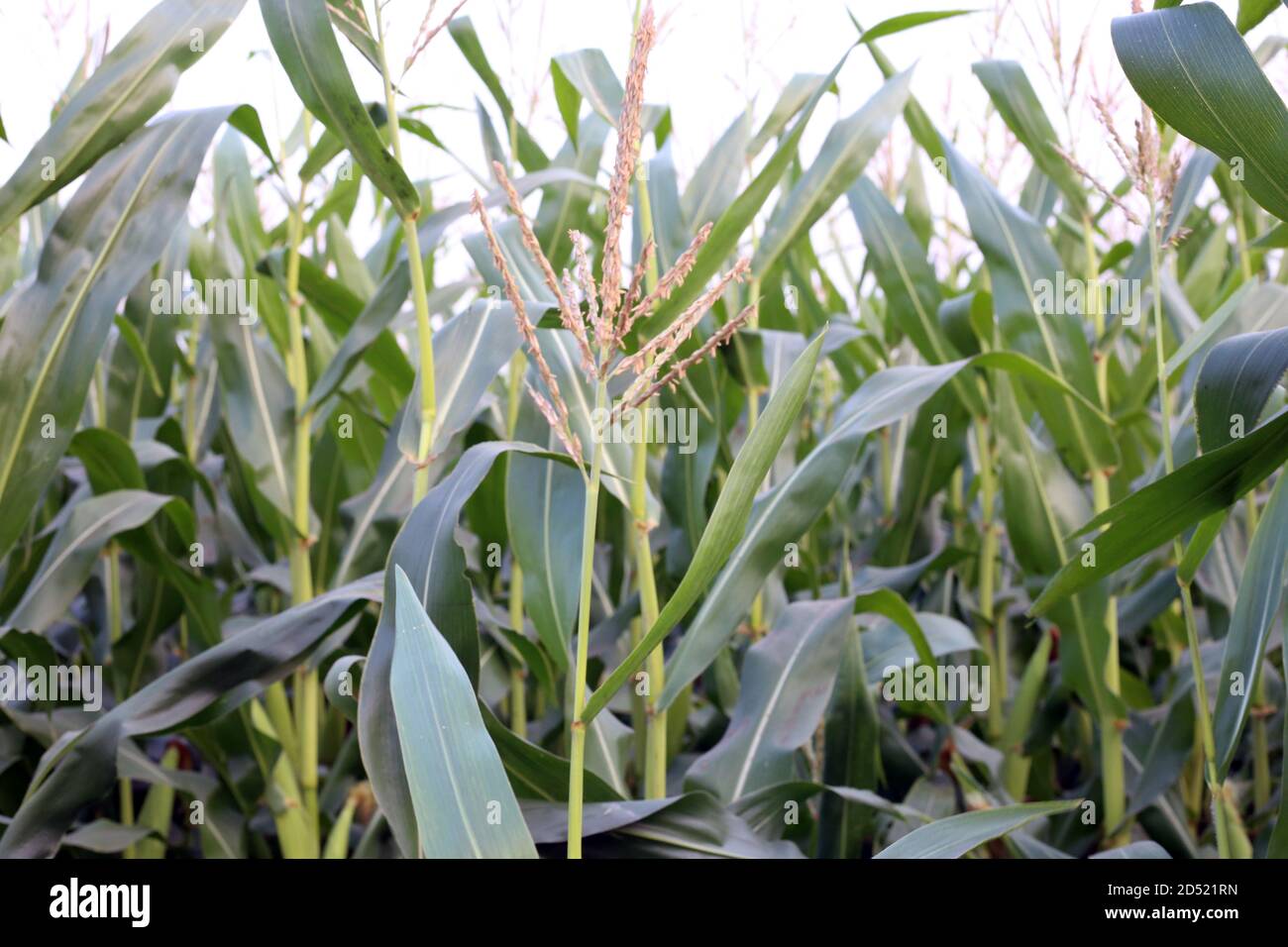 Erba verde alta per il cibo delle mucche Foto Stock