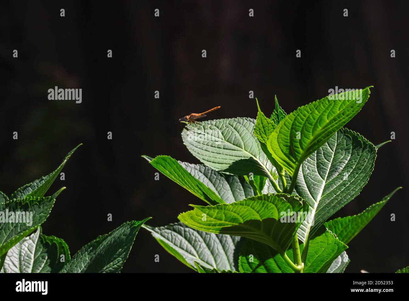 libellula arancione su foglie verde chiaro alla luce del sole Foto Stock