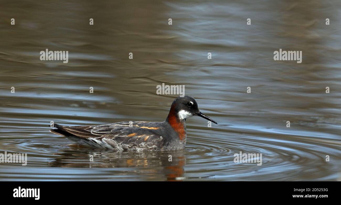 Rosso Colli (phalarope Phalaropus lobatus) Foto Stock