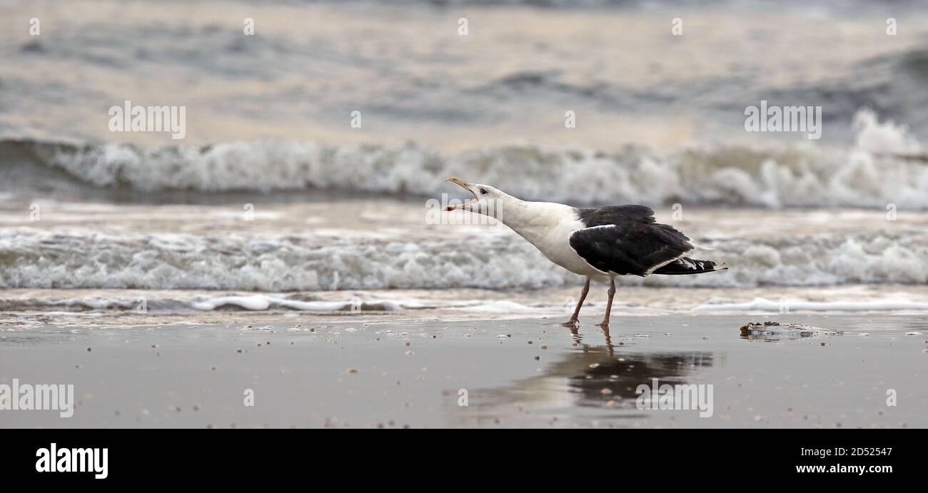 Grande gabbiano nero-backed (Larus marinus), Screaming sulla spiaggia Foto Stock