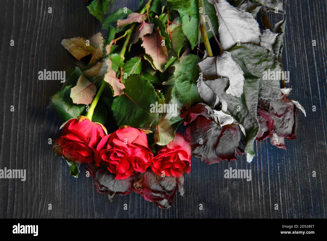 Rose fresche e mezze morte su sfondo di legno nero. Bouquet di fiori freschi e secchi Foto Stock