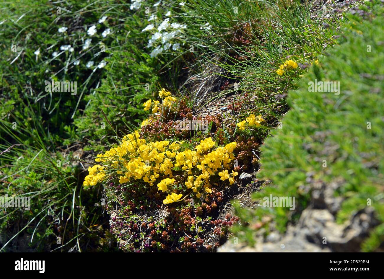 Primo piano di fiori selvatici alpini a Dondena, Valle d'Aosta, Italia nella riserva naturale del Monte Avic. Foto Stock