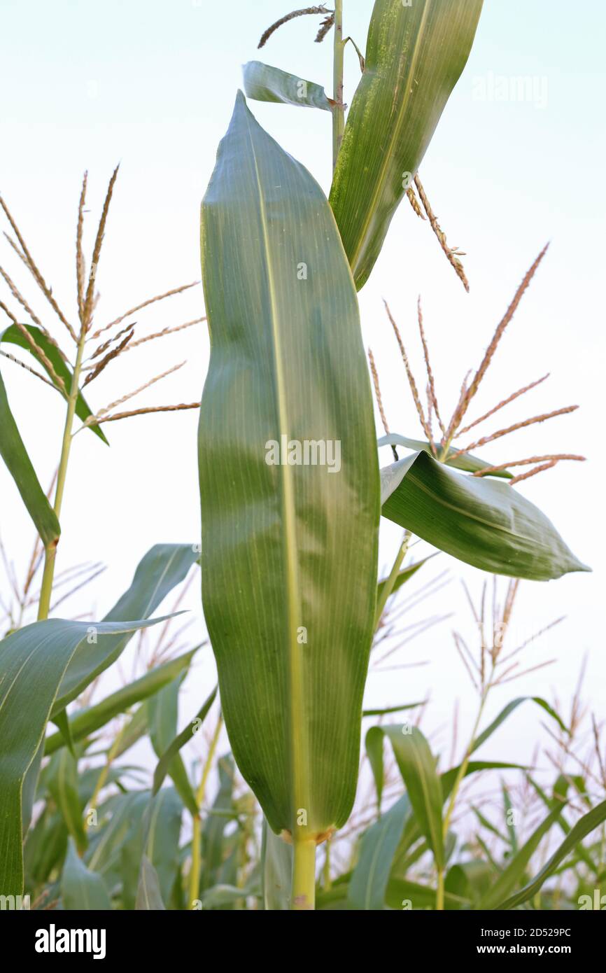 Erba verde alta per il cibo delle mucche Foto Stock