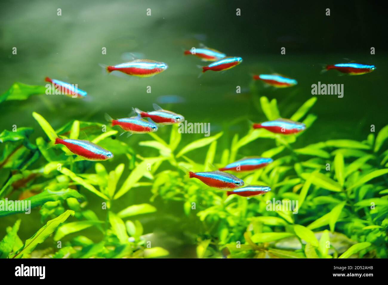 Piante e pesci tetra al neon in acquario d'acqua dolce. Sfondo naturale di  alghe verdi Foto stock - Alamy