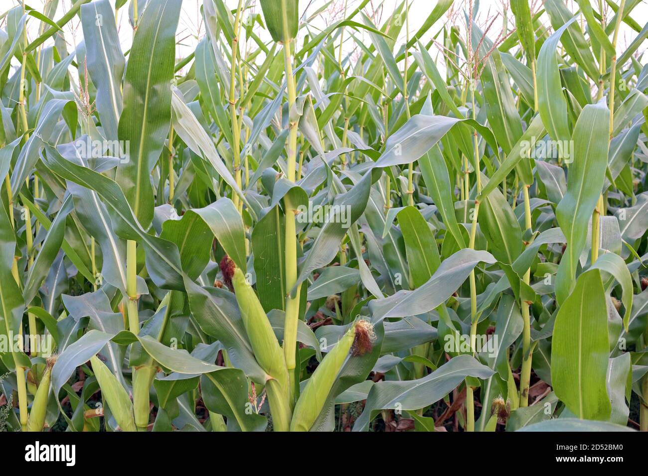 Erba verde alta per il cibo delle mucche Foto Stock