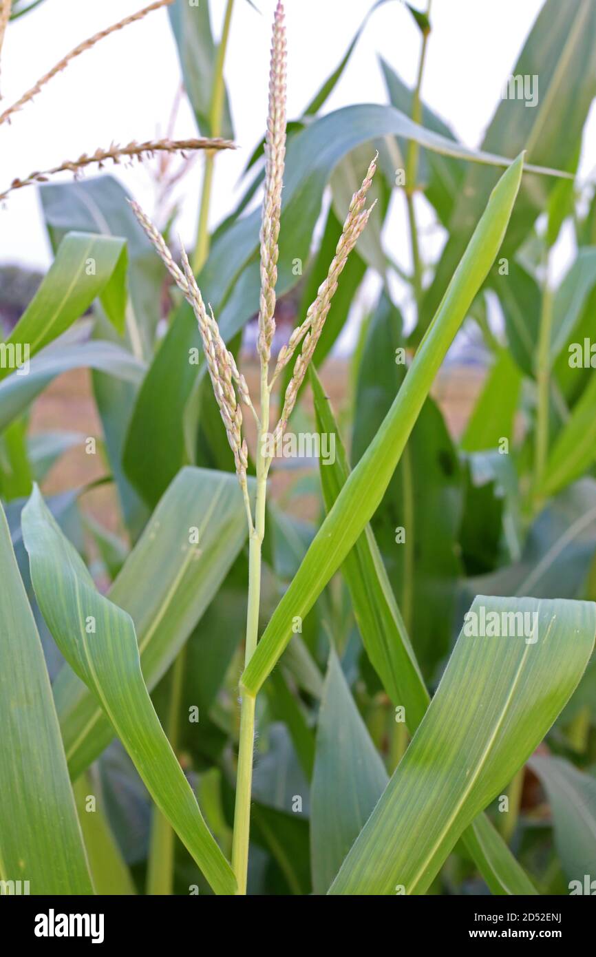 Erba verde alta per il cibo delle mucche Foto Stock