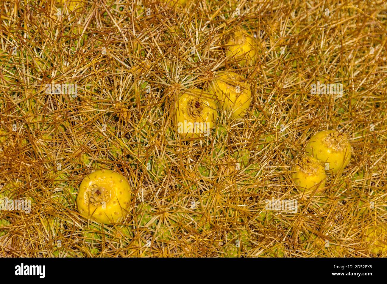 Frutta esotica nella riserva lagunare brava, provincia la rioja, argentina Foto Stock