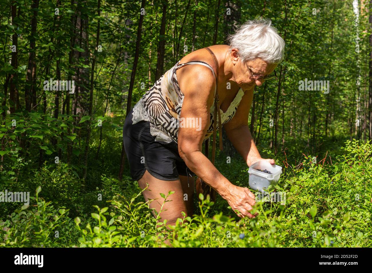 Donna anziana vestita in pantaloncini che raccolgono blueberrys in una foresta, foto della Svezia settentrionale. Foto Stock