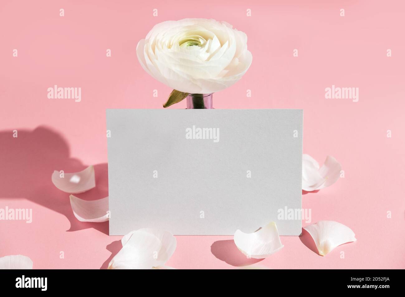 Fiori bianchi e petali di ranuncolo in vaso di vetro, con cartoncino di carta su sfondo rosa con luce dura. Primavera, estate, fioritura. Derisione. CopySpace Foto Stock