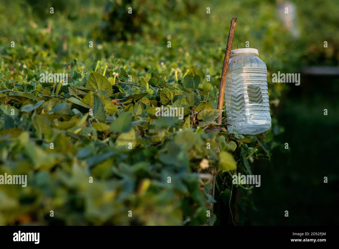 Per la cattura insetti e pesti e trappole sono stati fatti perdite dai flaconi di plastica Foto Stock