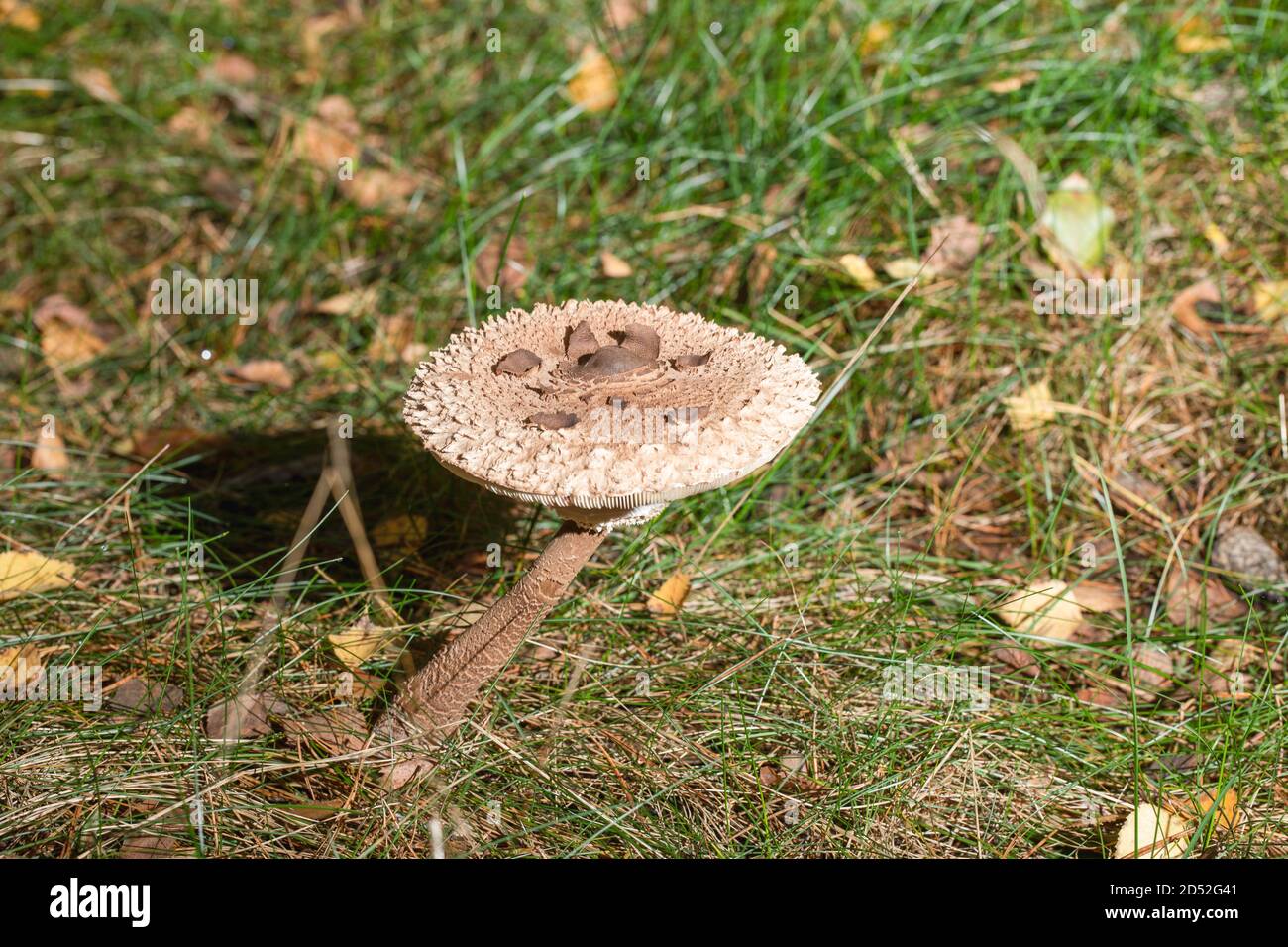 Fungo del parasolo, nome latino 'Macrolepiota procera' nel suo ambiente naturale, autunno in una foresta. Foto Stock