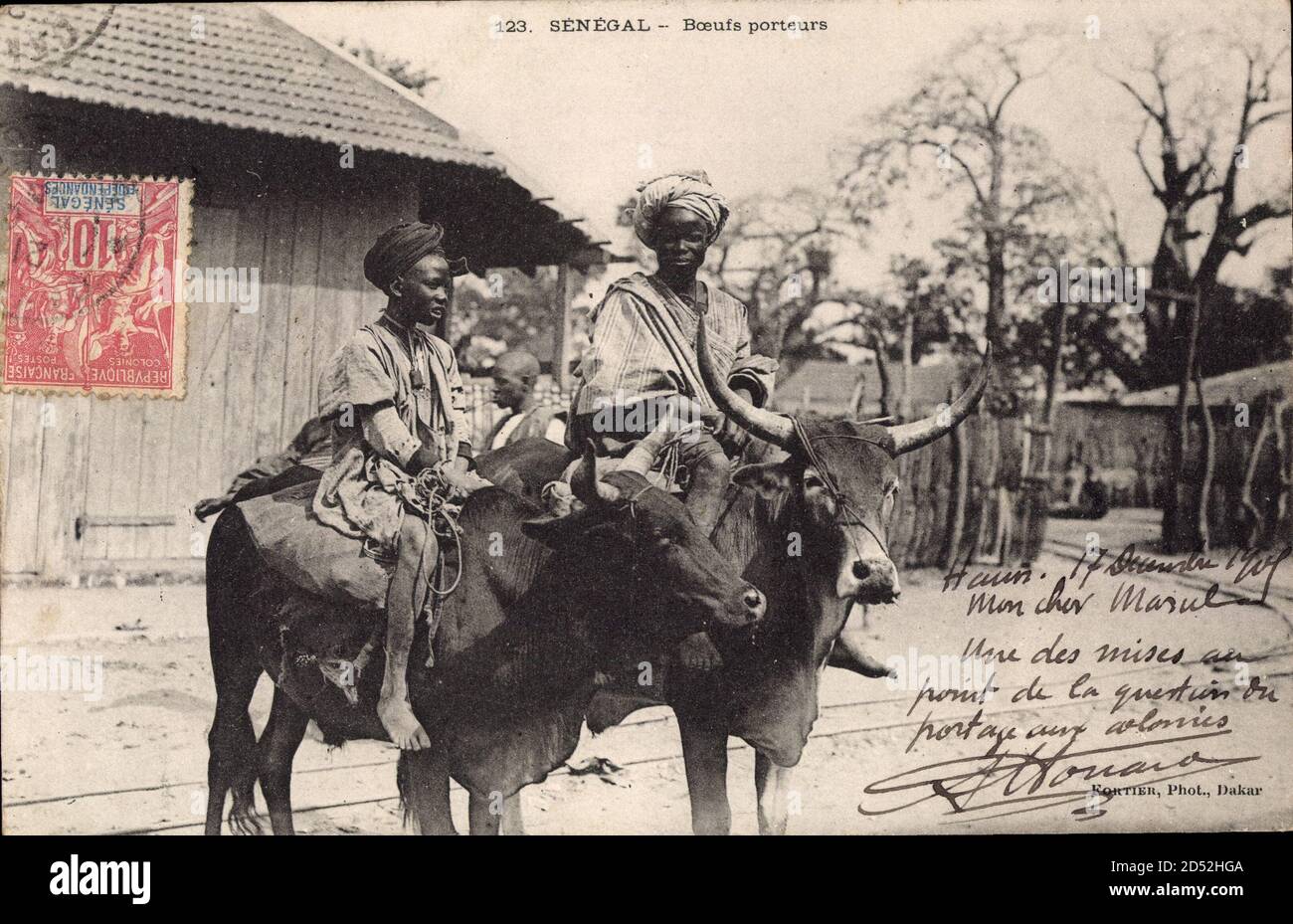 Senegal Westafrika, Boeufs porteurs, Anwohner auf Rindern | utilizzo in tutto il mondo Foto Stock