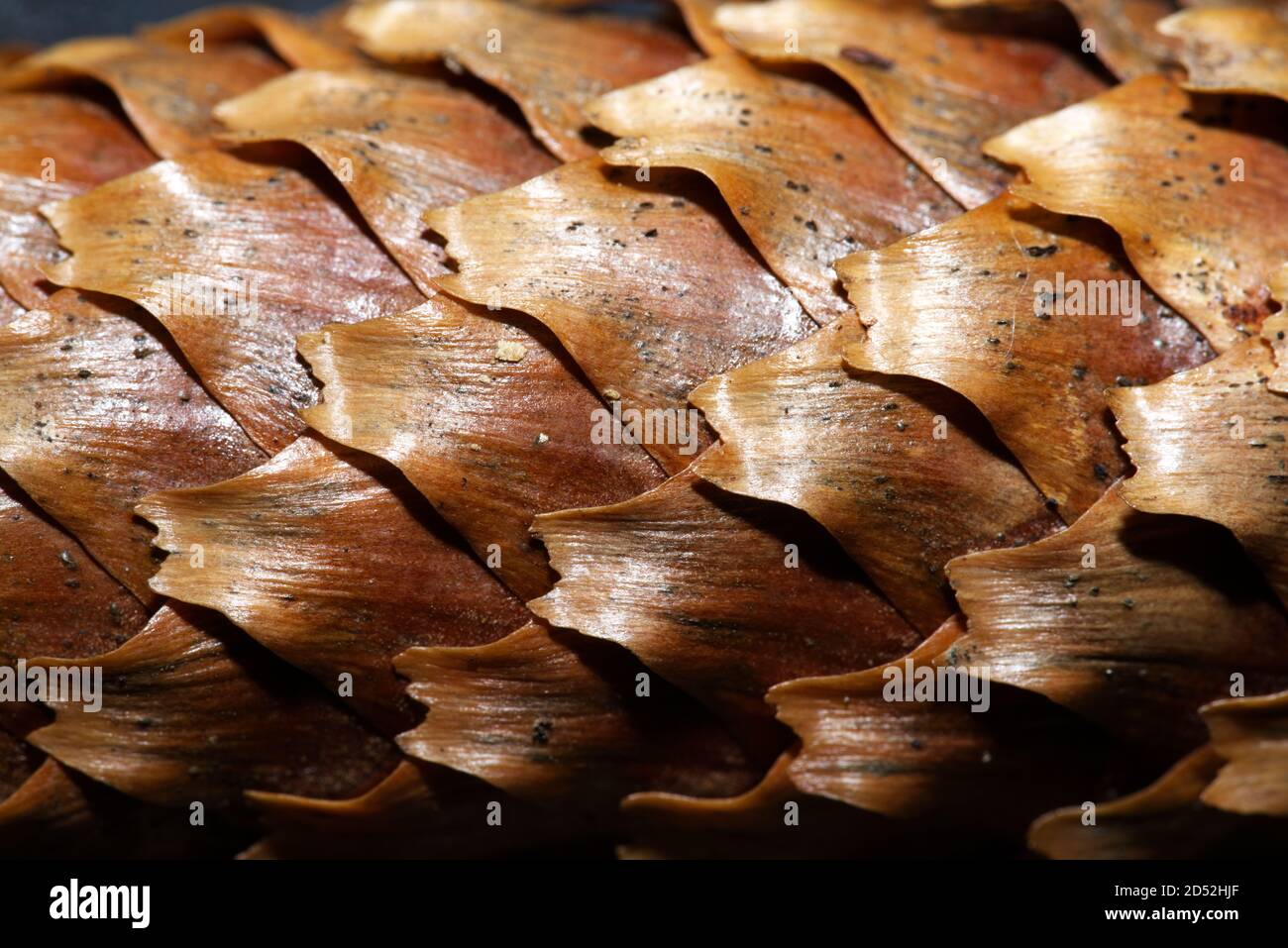 primo piano del cono di pino in macro Foto Stock