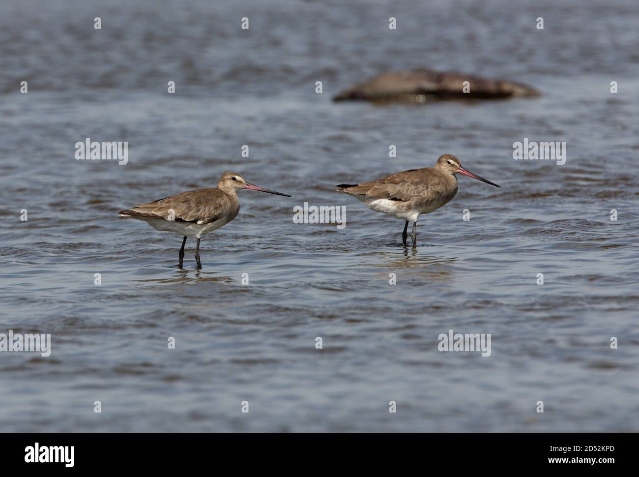 Hudsonian Godwit (Limosa emastica) due adulti in piedi in acque poco profonde sulla laguna di Pampas Buenos Aires Provincia, Argentina Gennaio Foto Stock