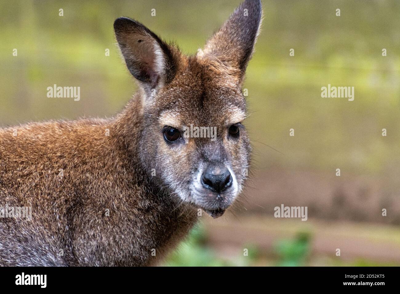 Primo piano della testa di un canguro Bennett Foto Stock