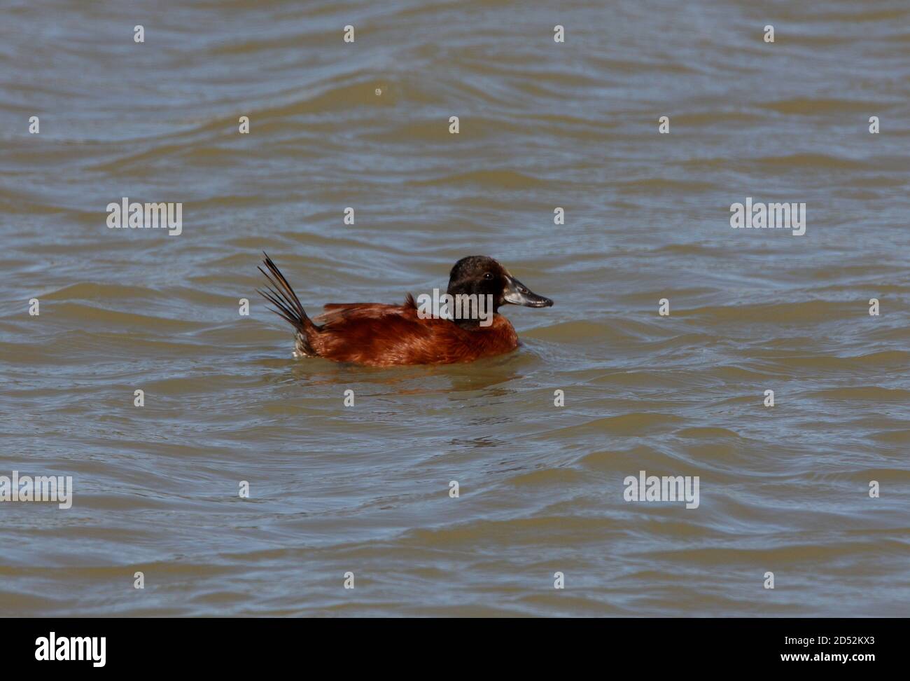 Lago Duck (Oxyura vitta) Adulti maschi nuoto sulla laguna di Pampas Buenos Aires Provincia, Argentina Gennaio Foto Stock