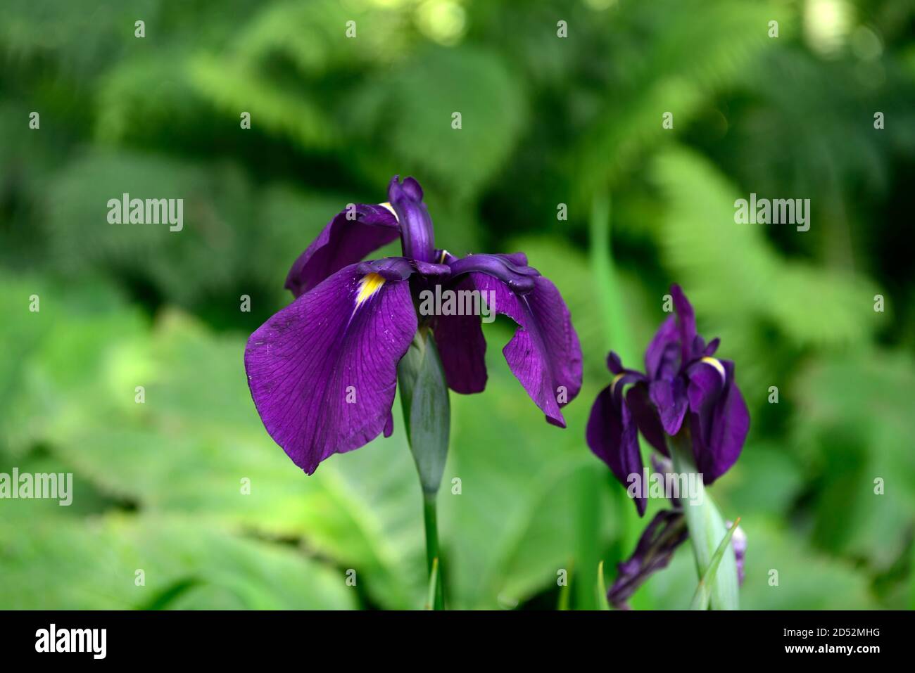 iris crisografi, iride blu, iris, fiore, fiori, fioritura, RM Floral Foto Stock