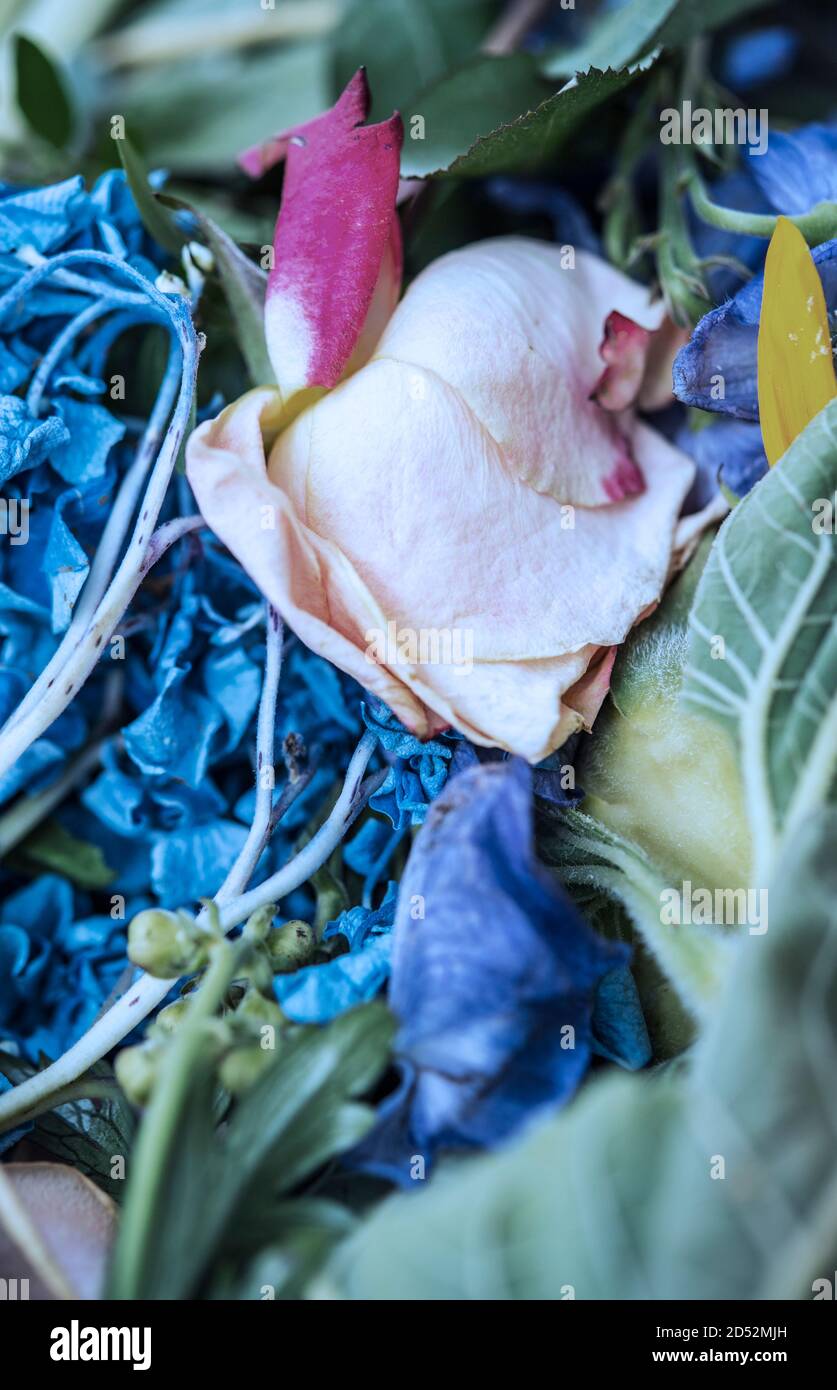 Dettaglio di un mucchio di fiori morti Foto Stock