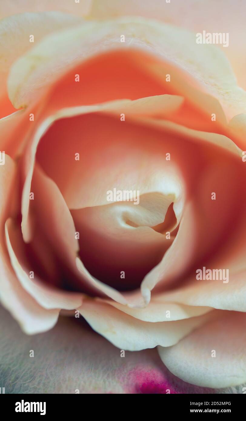 Close-up di una rosa Foto Stock