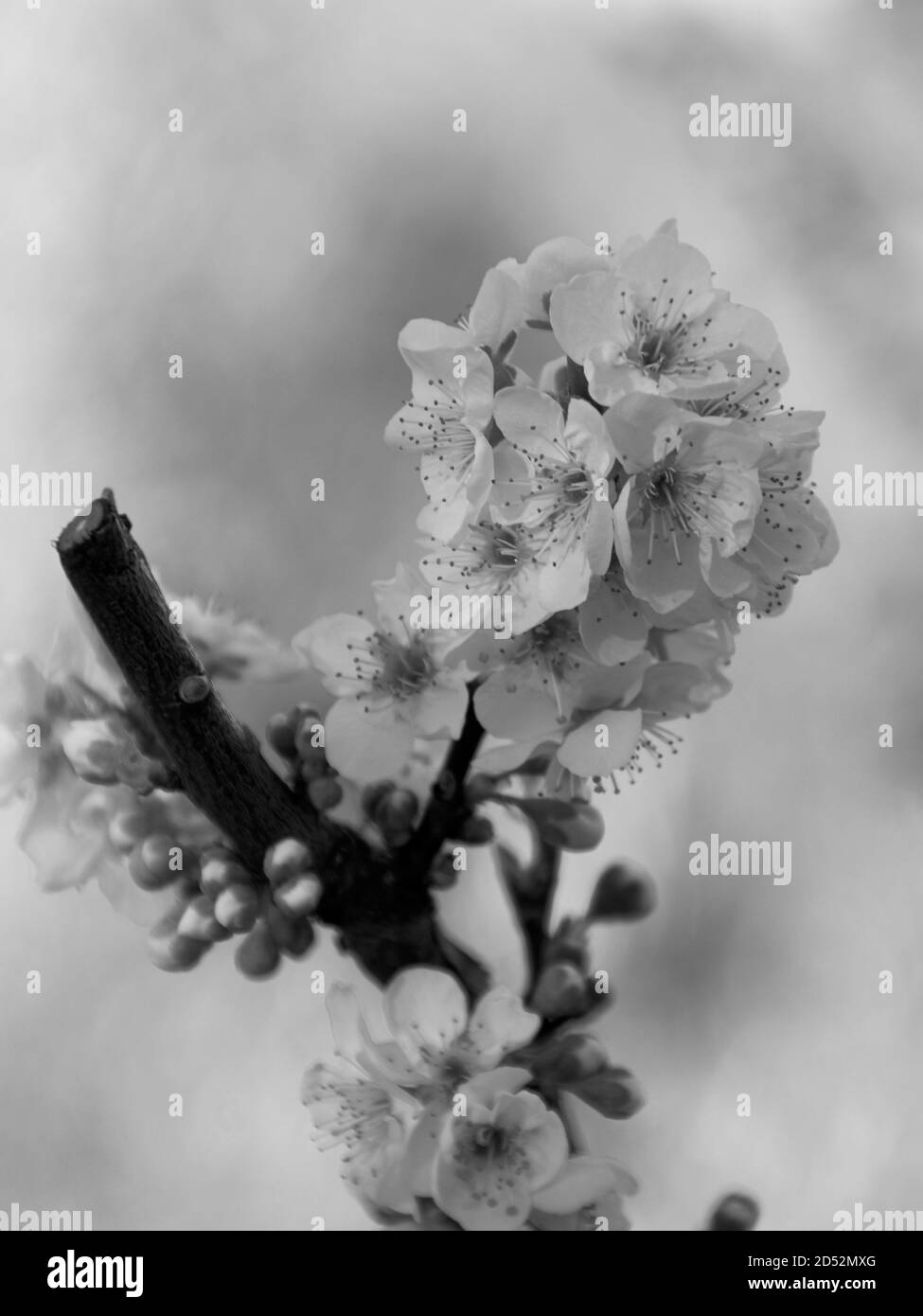 Fioritura ciliegio in giorno luminoso, sfondo non focalizzato, ramo, bianco e nero Foto Stock