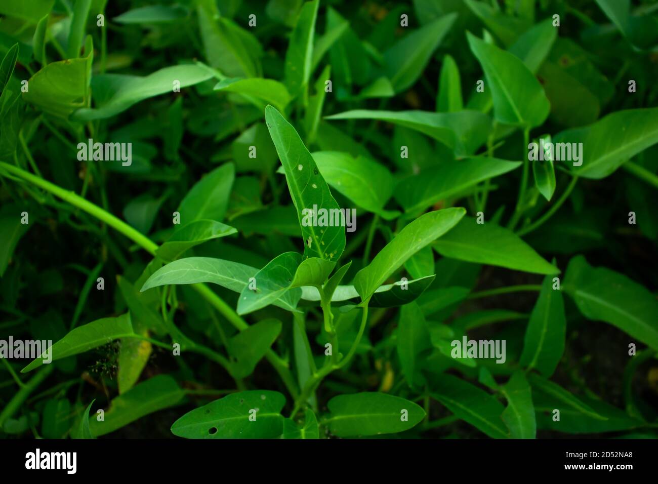 Gli spinaci di acqua è una pianta verde verde verde di foglia anche è un vegetale grande con vitamina enorme Foto Stock