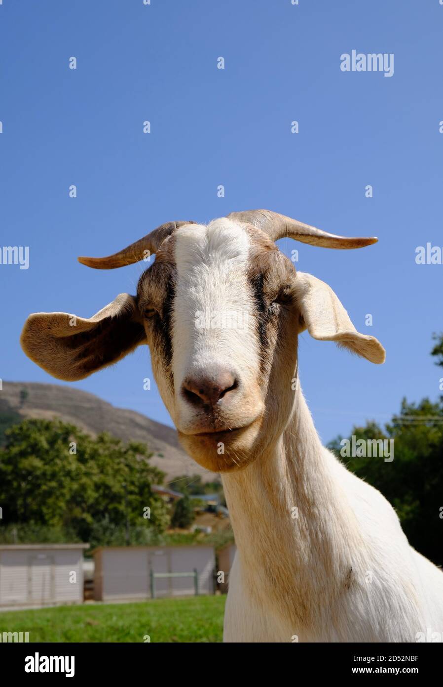 Semplicemente un ritratto di una capra. Foto Stock