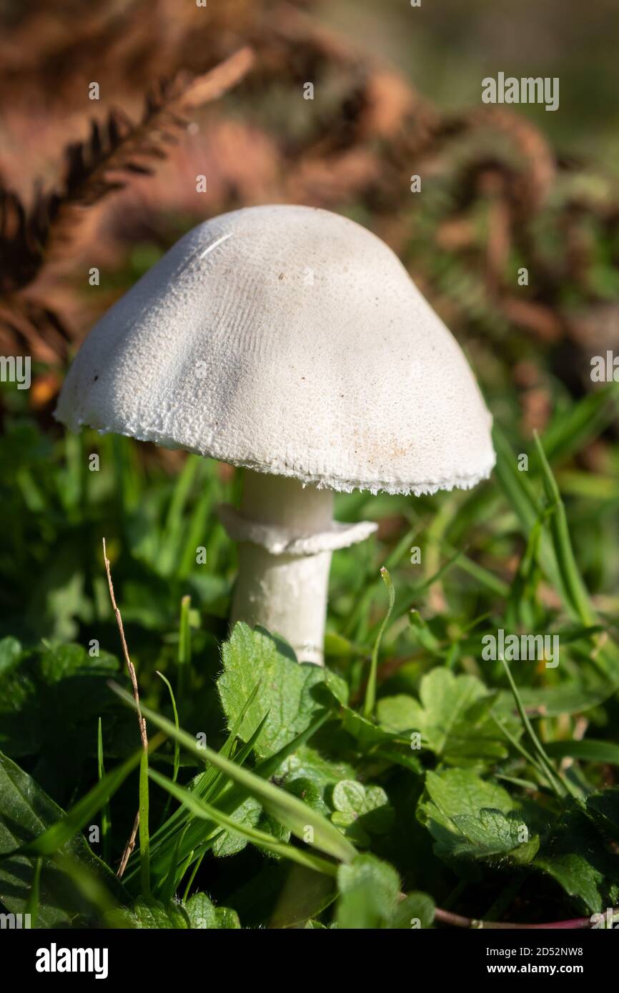 Nei primi mesi dell'autunno i funghi crescono nei prati. Sono piccoli, ma si levano in piedi fuori sull'erba. Foto Stock