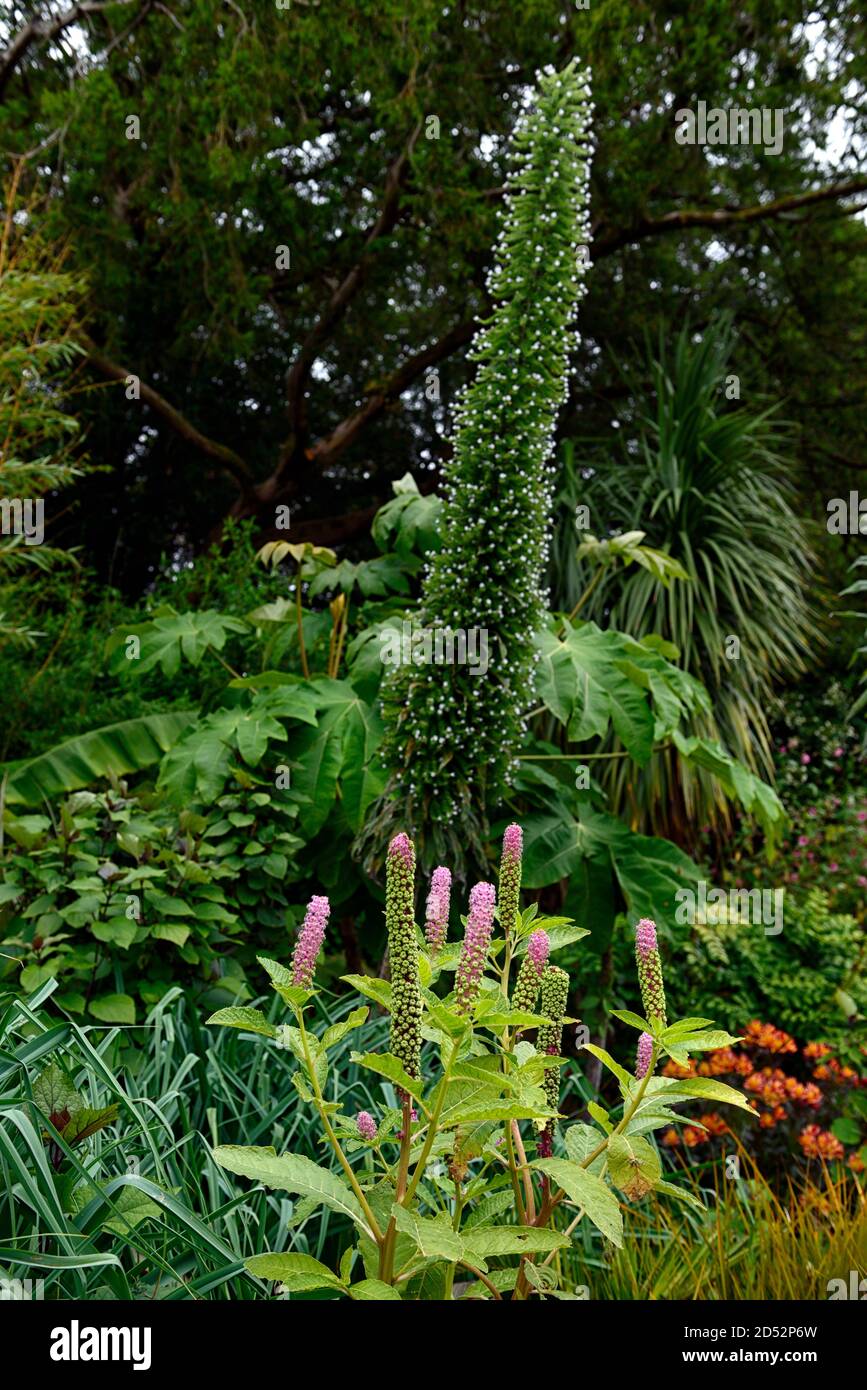 Phytolacca americana, Spike di fiori rosa, American Pokeweed, Echium, fiori, fioritura, giardino, RM Floral Foto Stock
