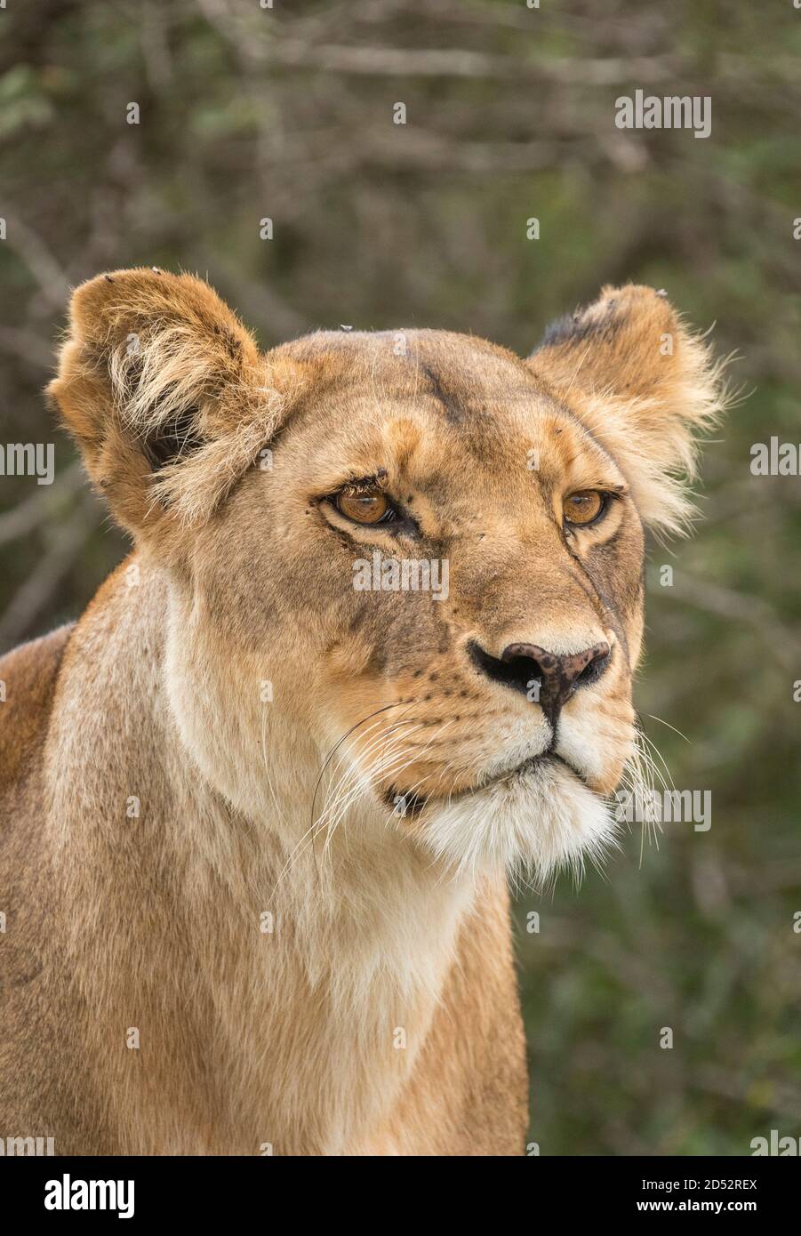 Ritratto verticale di un leone femminile guardando allerta in Ndutu In Tanzania Foto Stock