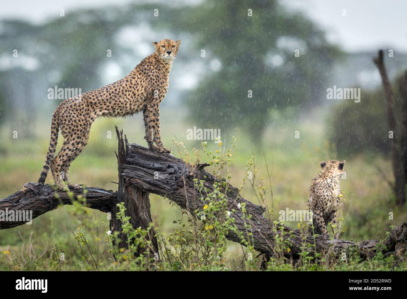 Due ghepardi in piedi di avviso su un log bagnato nel Pioggia a Ndutu in Tanzania Foto Stock