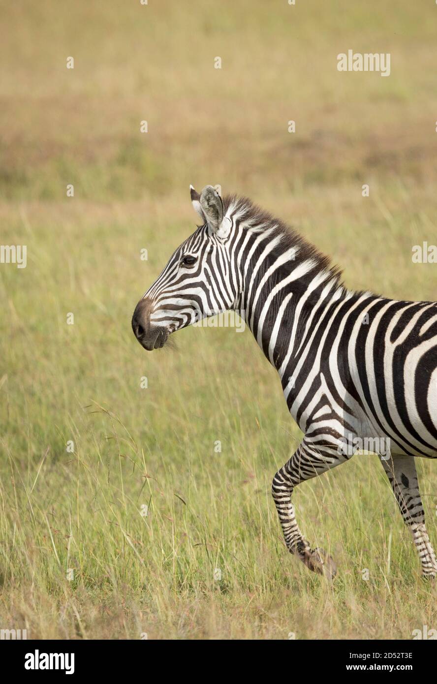 Ritratto verticale di una zebra che cammina nelle pianure di Masai Mara In Kenya Foto Stock