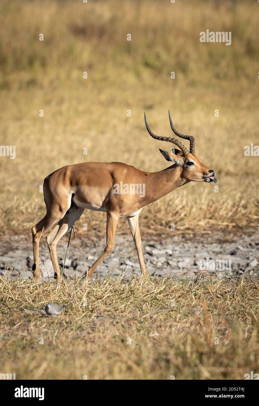 Impala adulto che cammina in erba asciutta con la lingua fuori dentro Moremi Okavango Delta in Botswana Foto Stock
