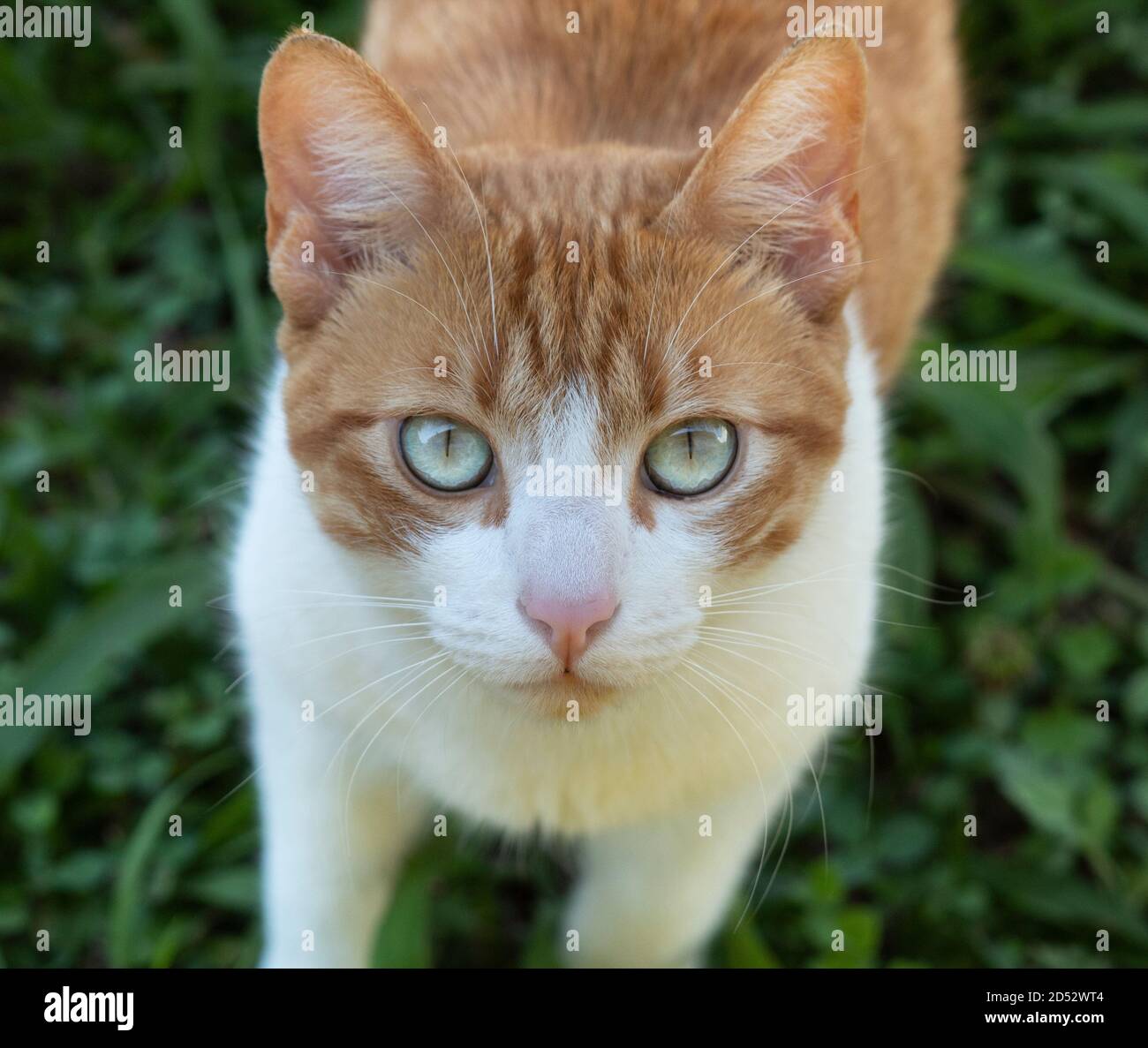 Misto razza arancione gatto fissando alla macchina fotografica con bello occhi verdi Foto Stock
