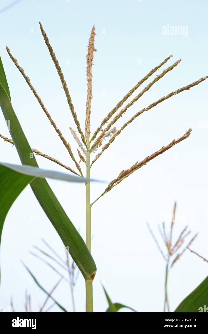 Erba verde alta per il cibo delle mucche Foto Stock